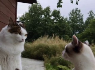 Видео